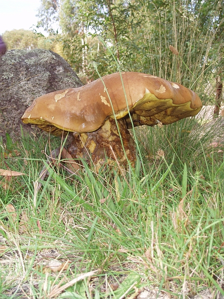 P3080142.JPG - World's largest mushroom? Woods reserve