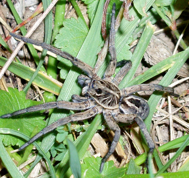 P3080148.JPG - Wolf Spider, Woods Reserve