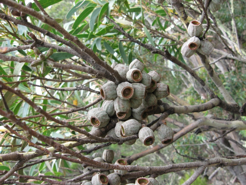 IMG_1275.JPG - Eucalyptus olsenii